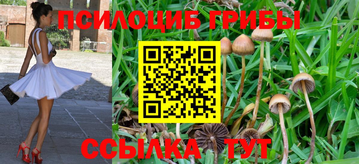 Галлюциногенные грибы Psilocybine cubensis Александров